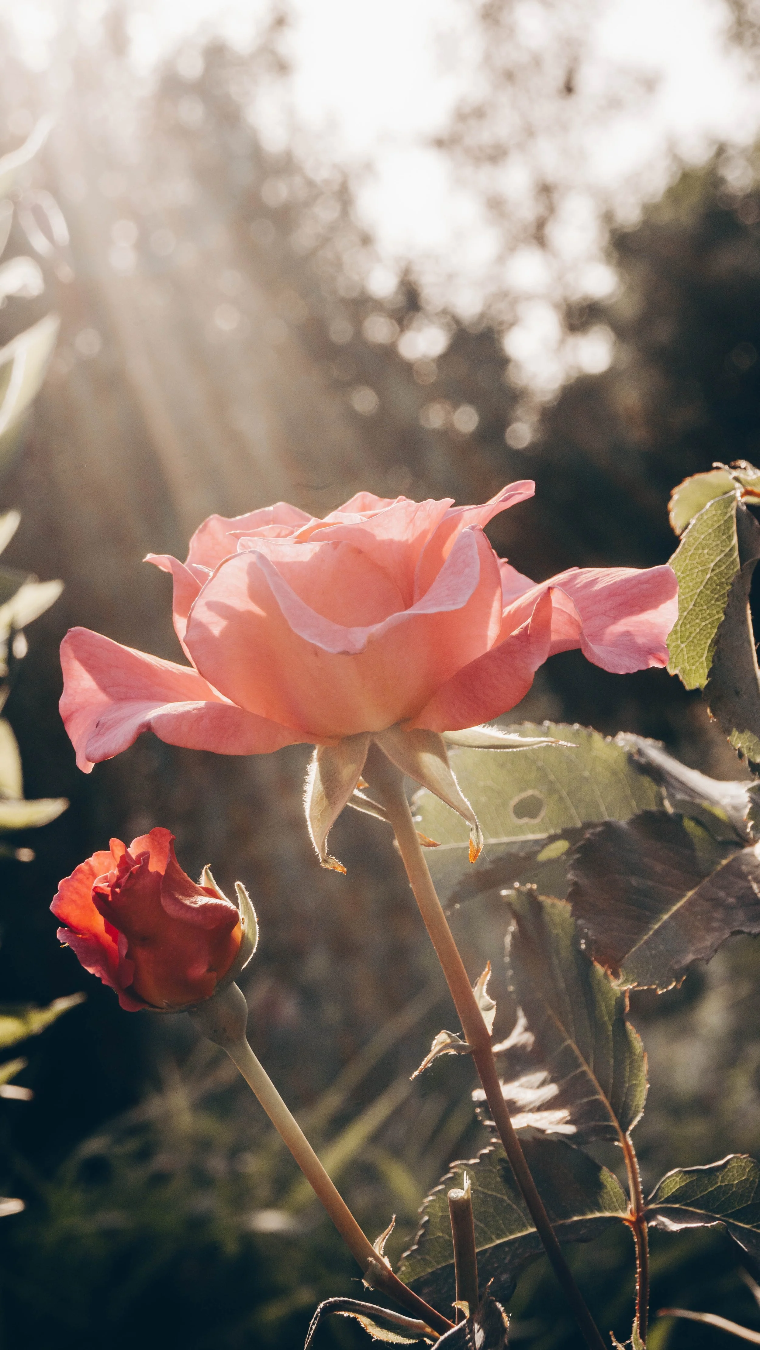 Playlist: Rose in the Dark