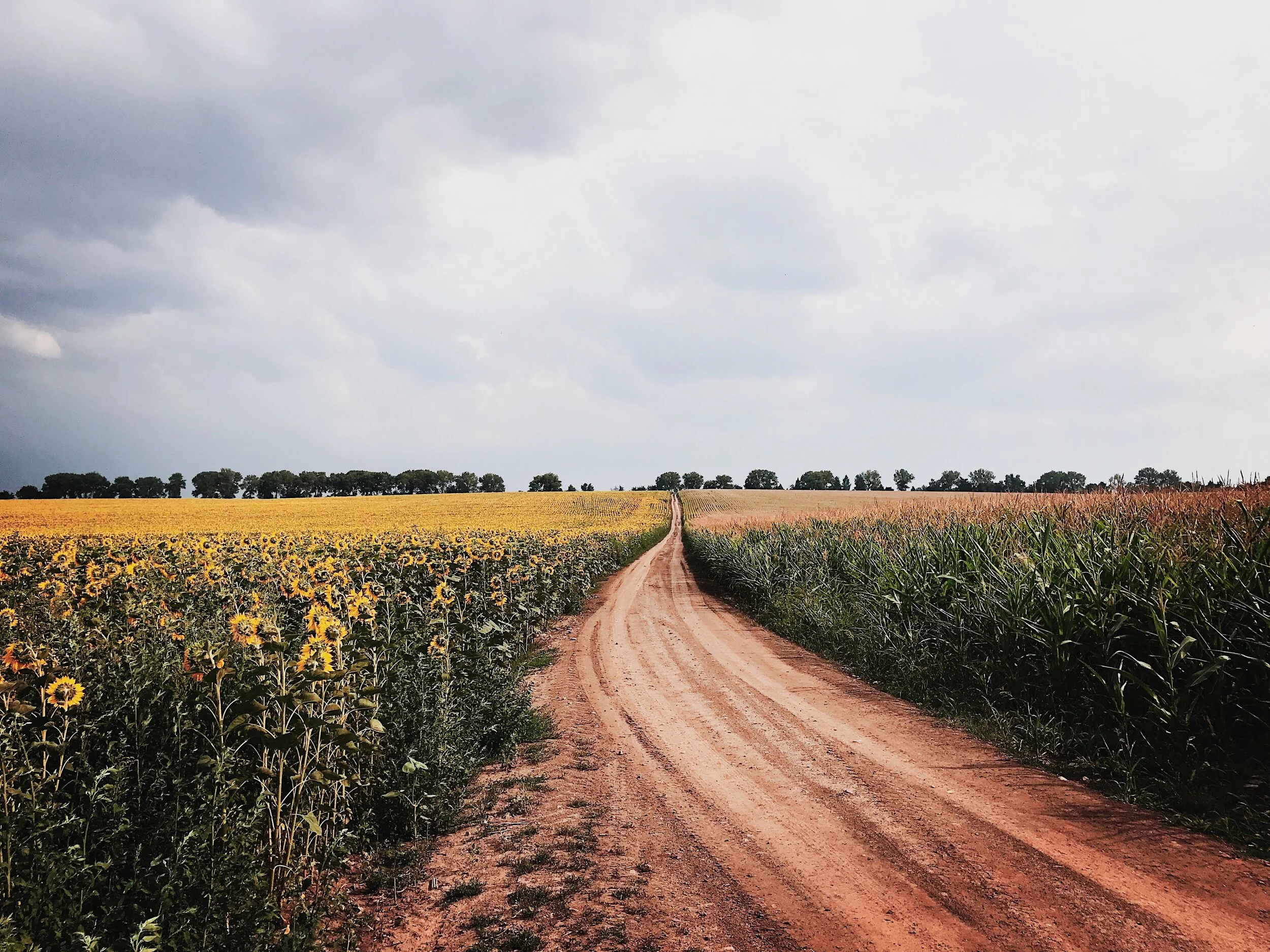 Dear Coco: Homeward Bound