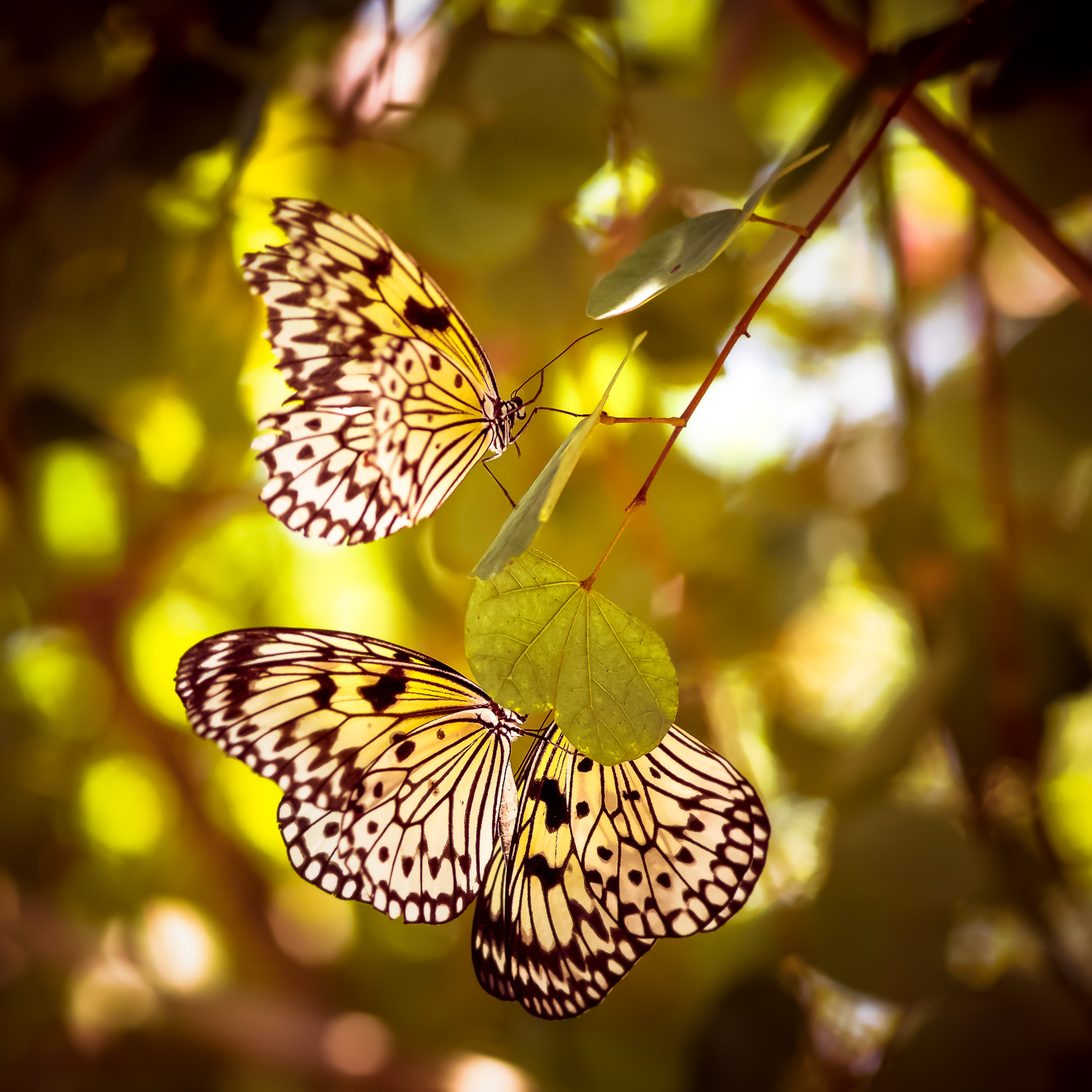  Butterflies photographed in South Florida at the Butterfly House.&nbsp; 