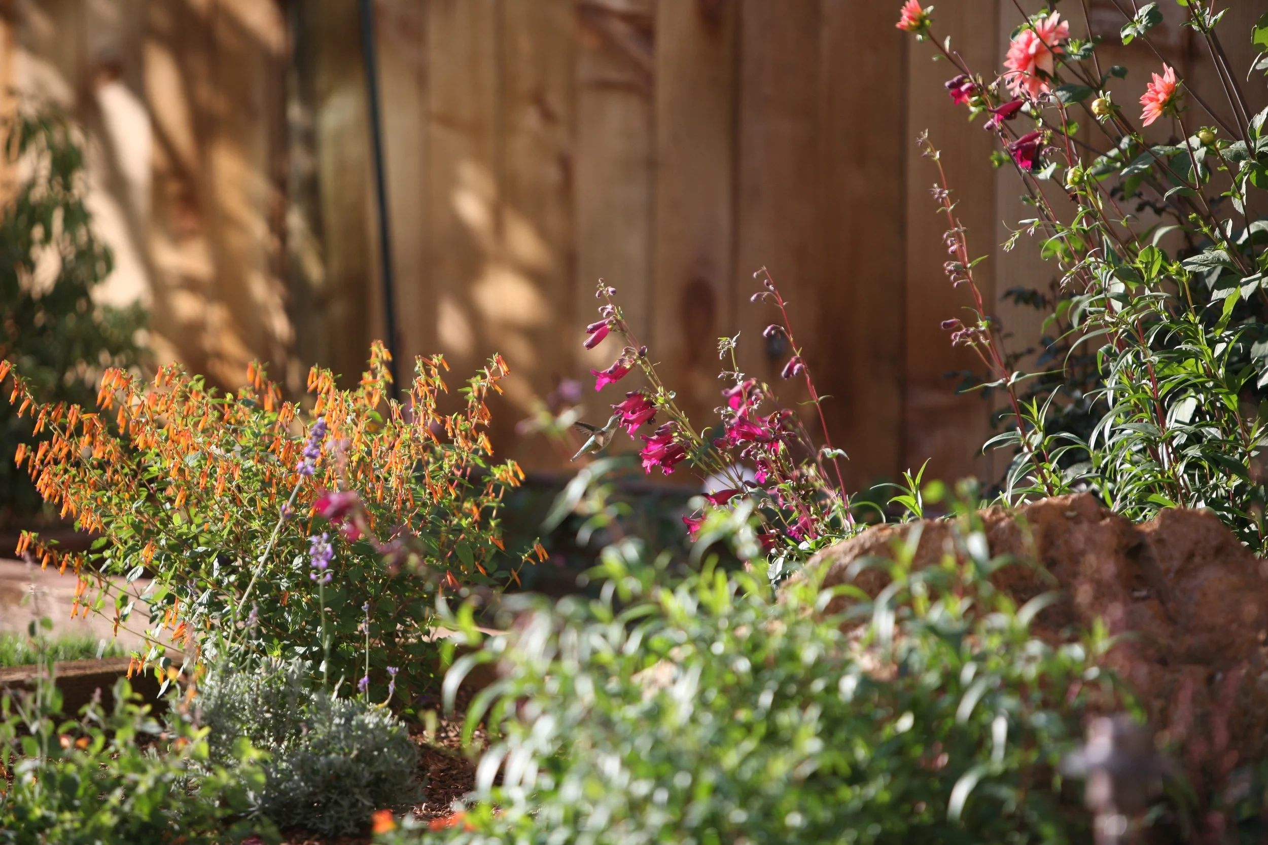 Perennial Bed with Hummingbird2.jpg