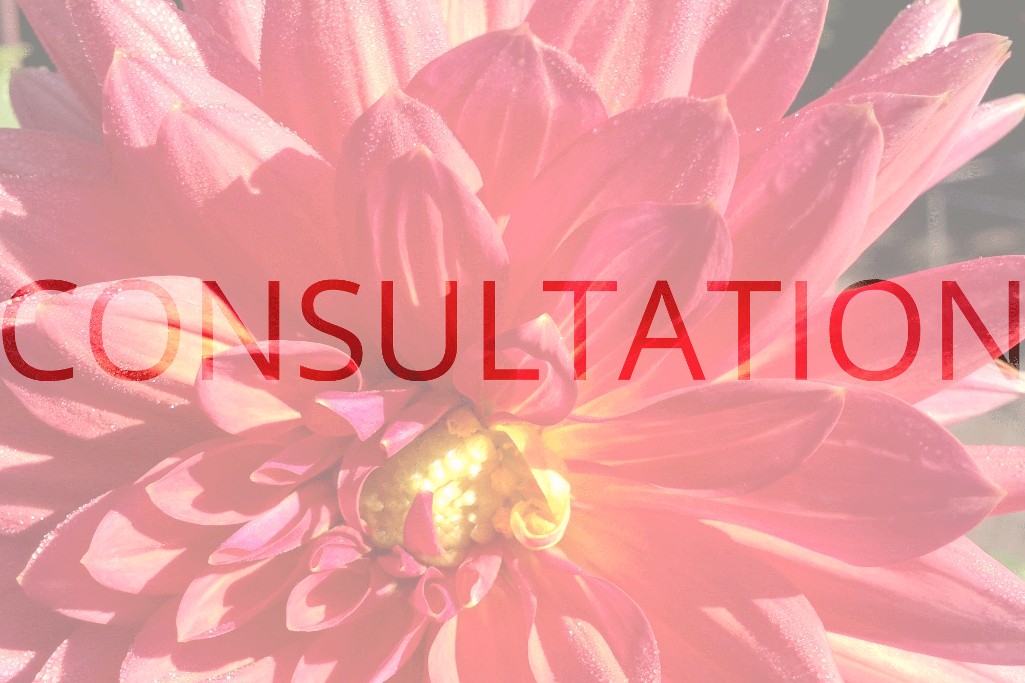 consultation.gif