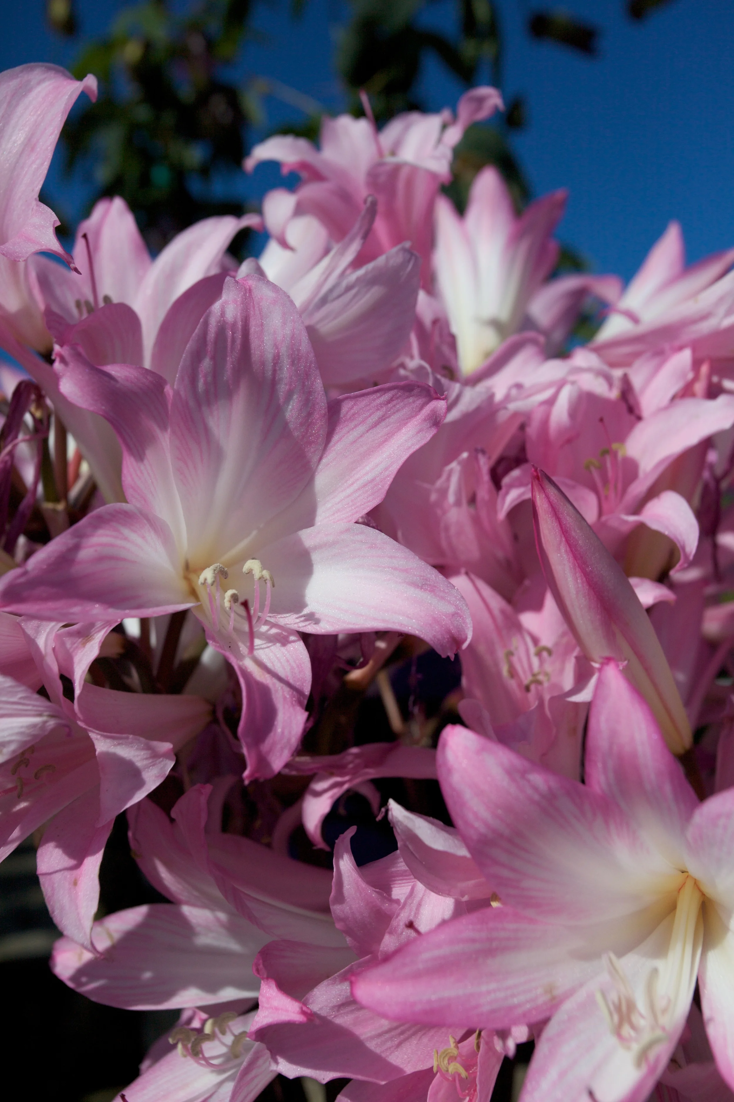 Amaryllis belladonna.jpg