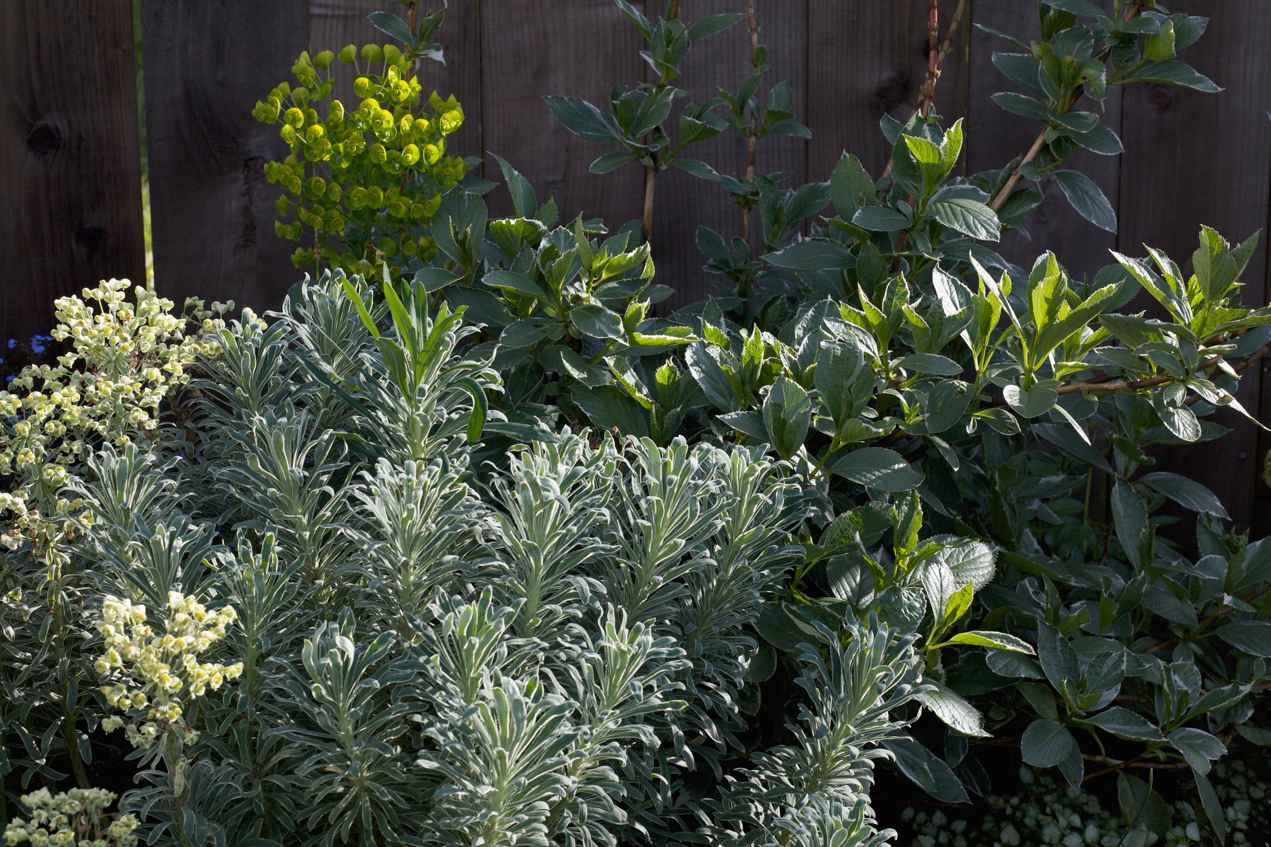 Euphorbia and Hydrangea.jpg