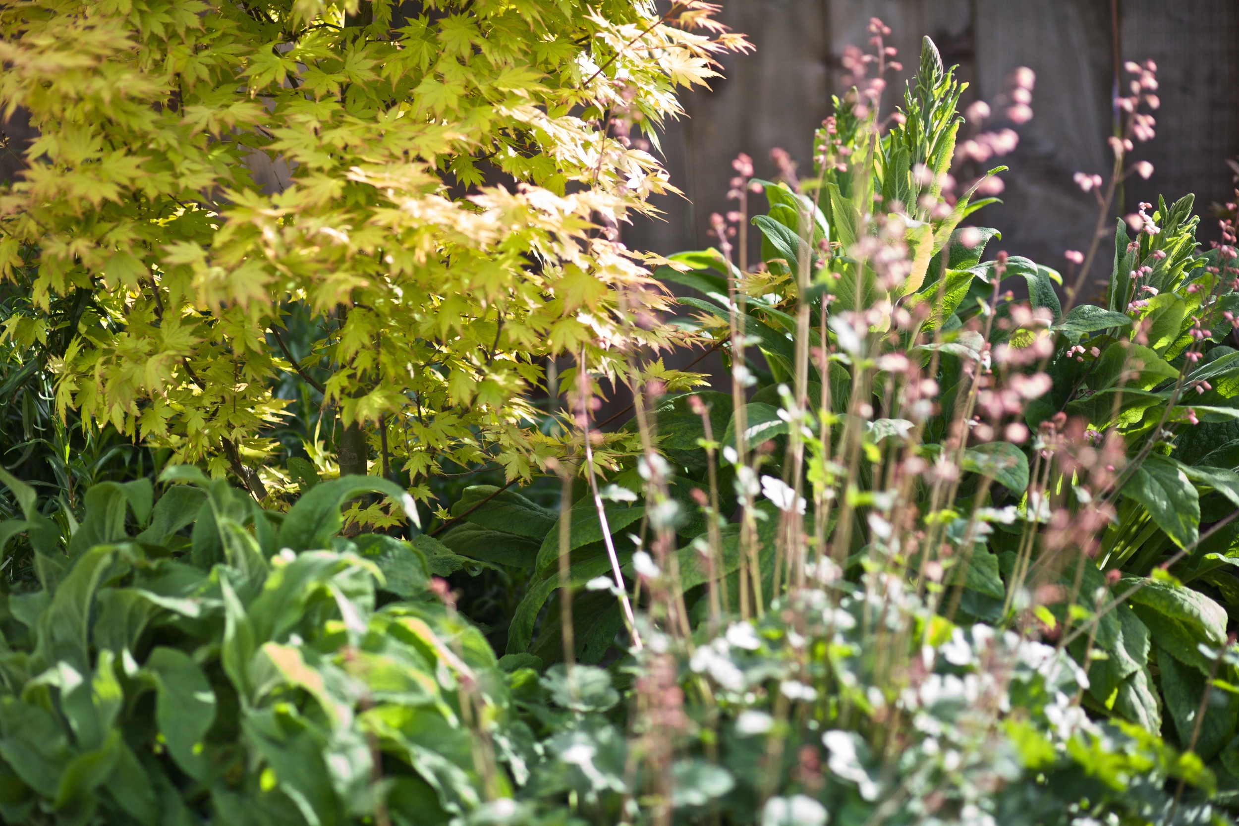 Japanese Maple and perennials.jpg