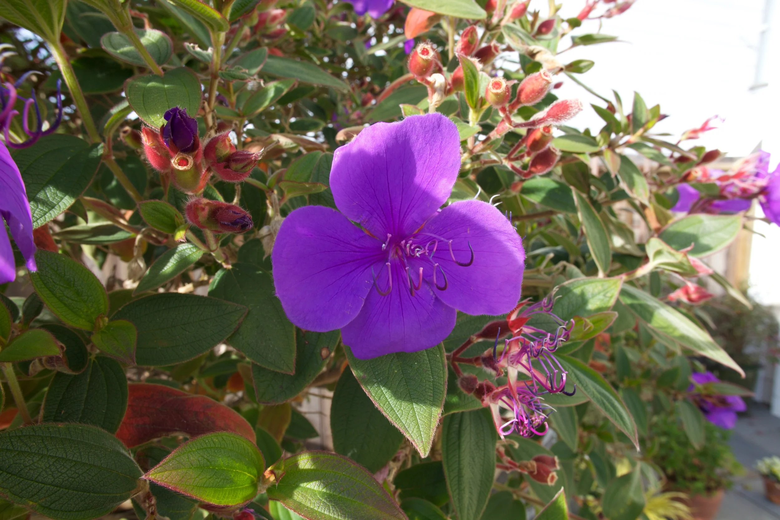 Princess Flower.jpg