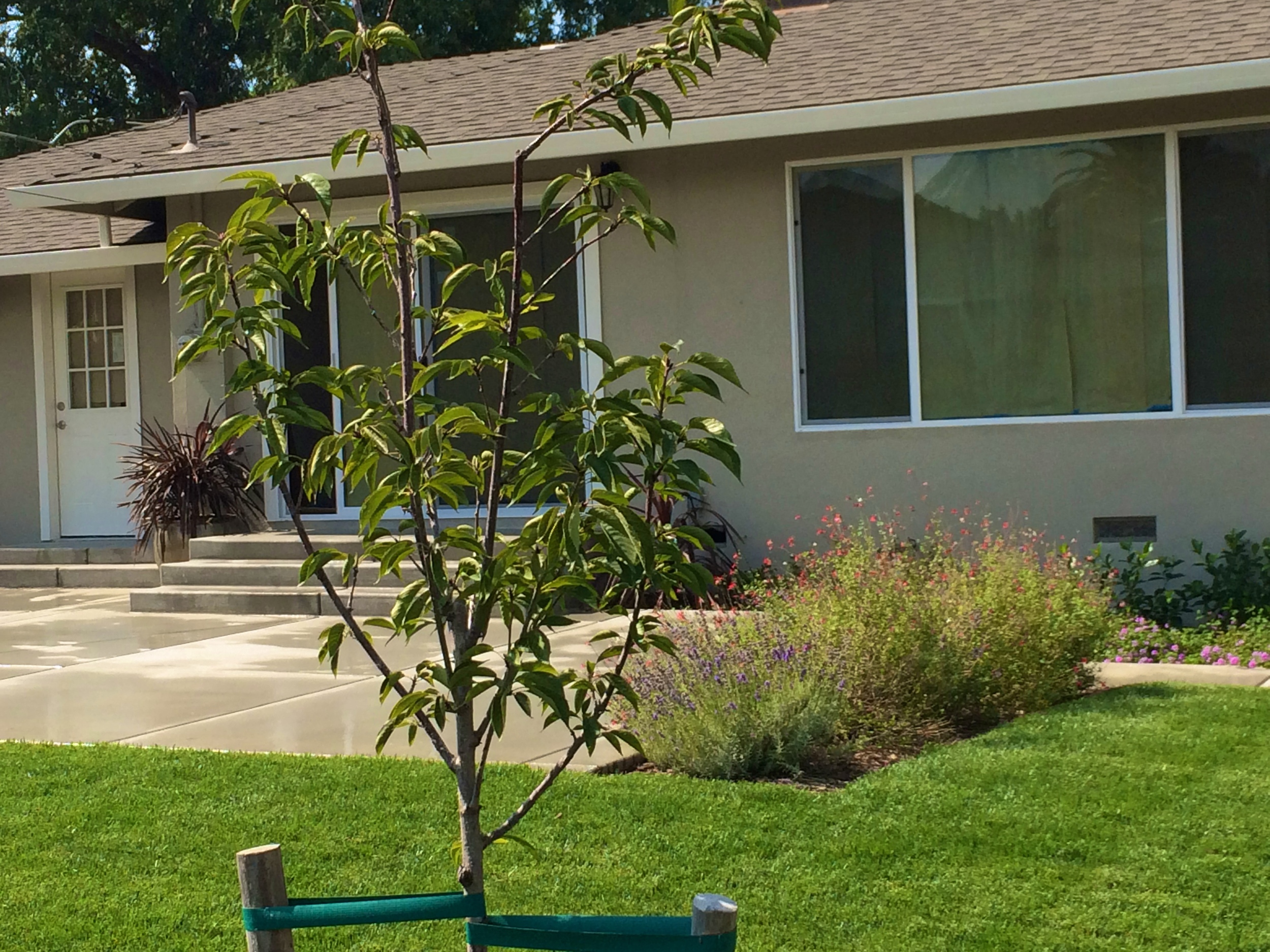 Schuyler - back patio cherry tree.jpg