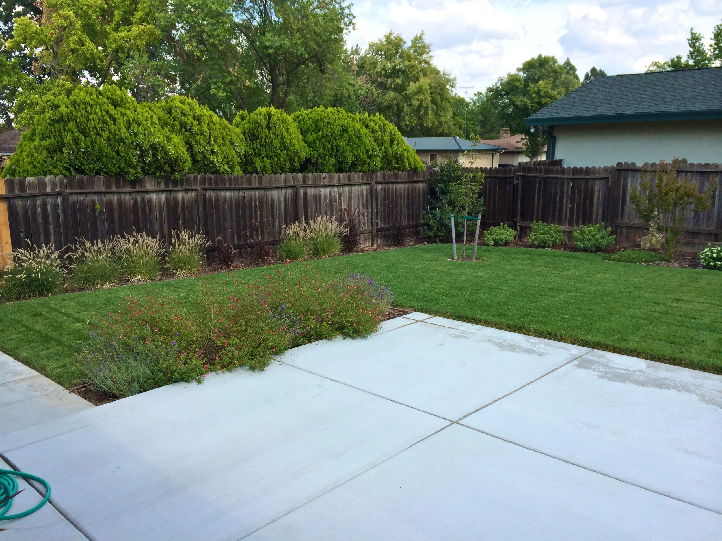 Schuyler - north corner cherry tree.jpg