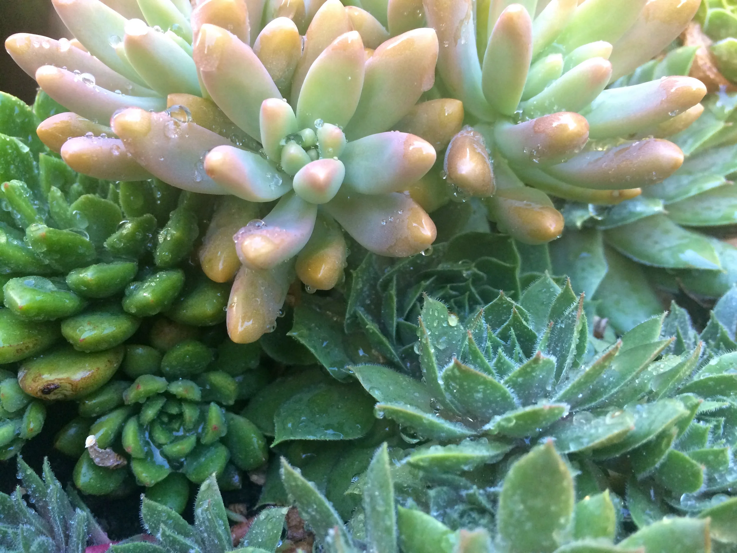 succulents.jpg