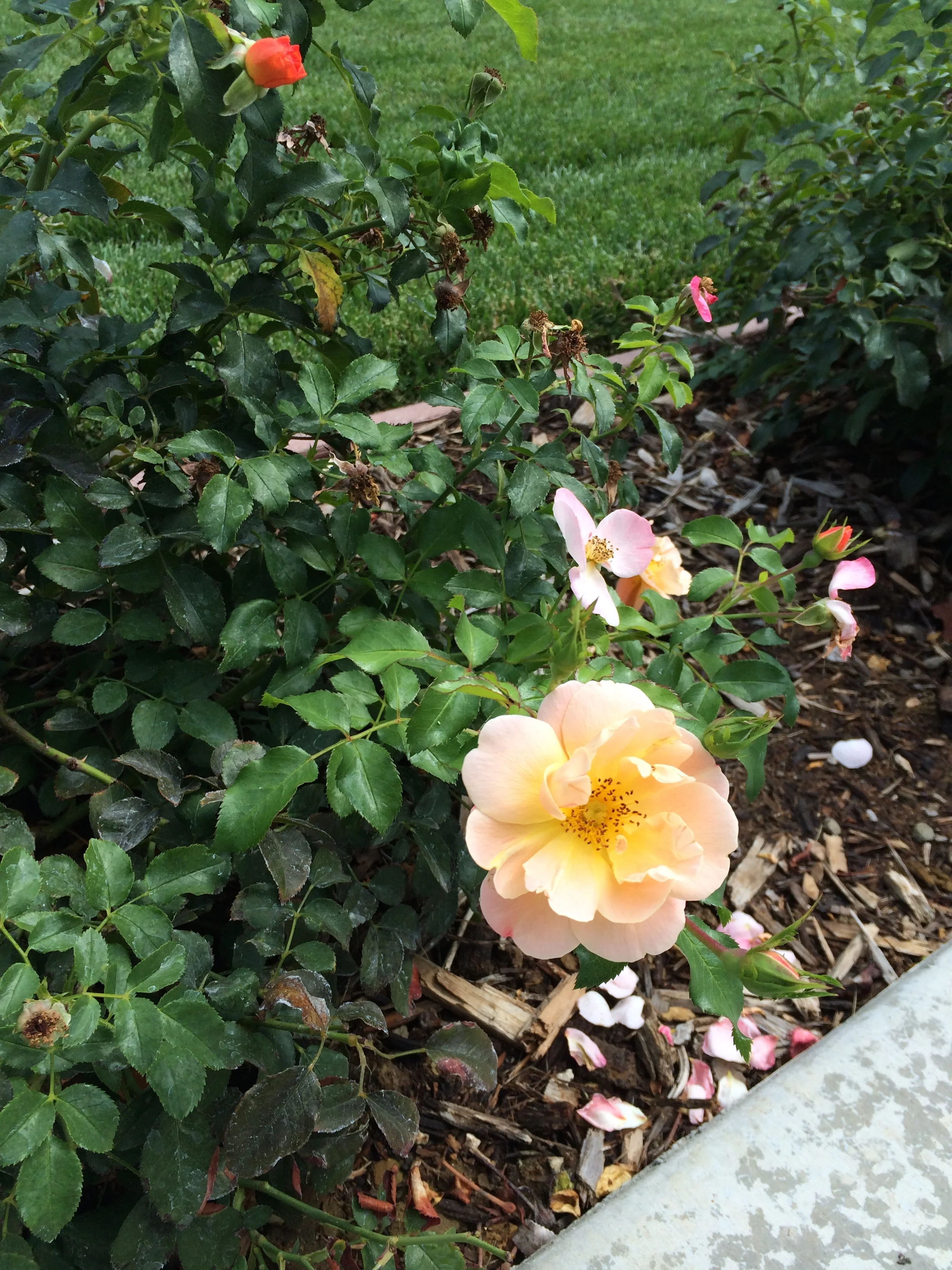 Schuyler Roses detail.jpg