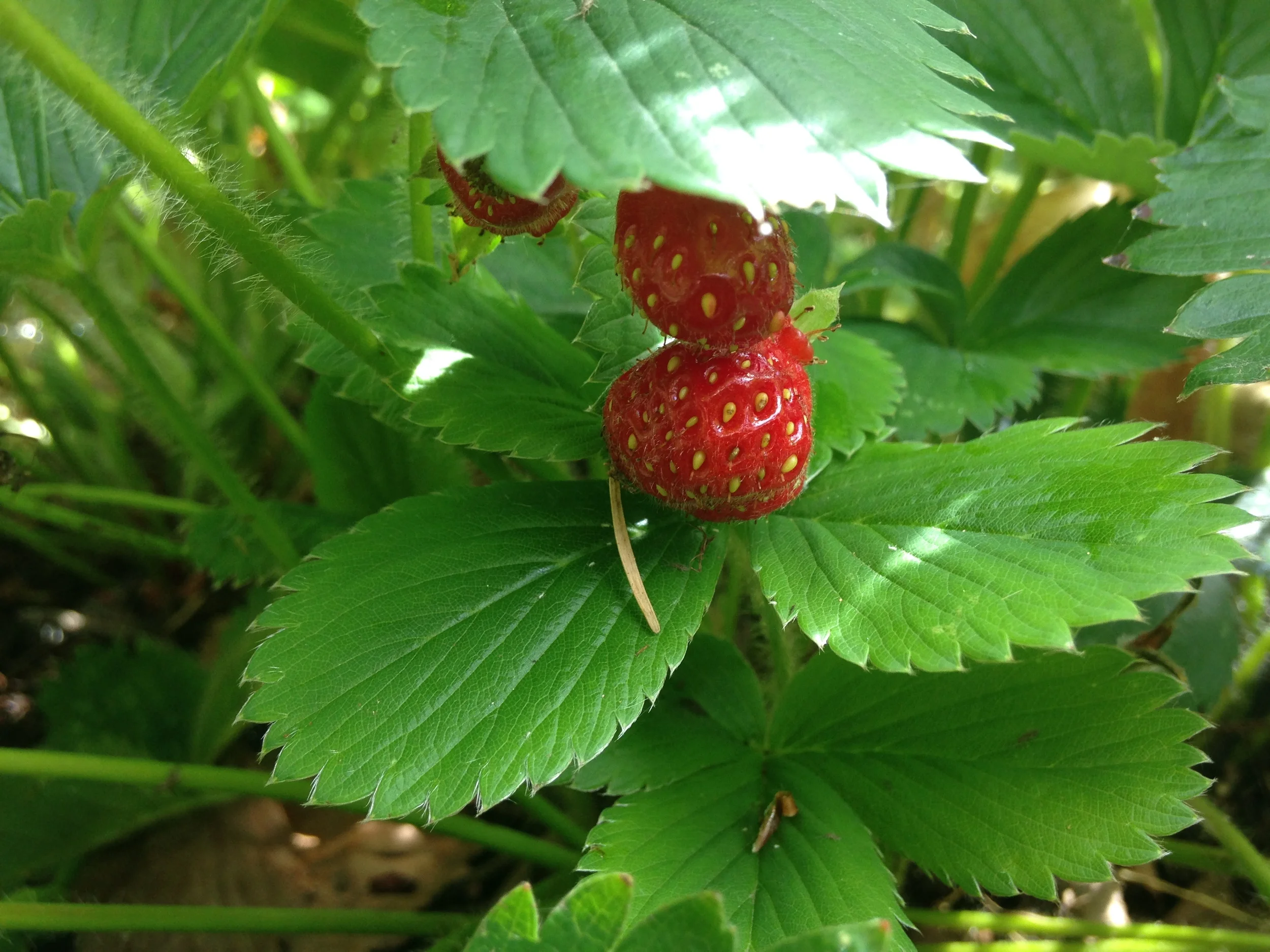 strawberries.jpg