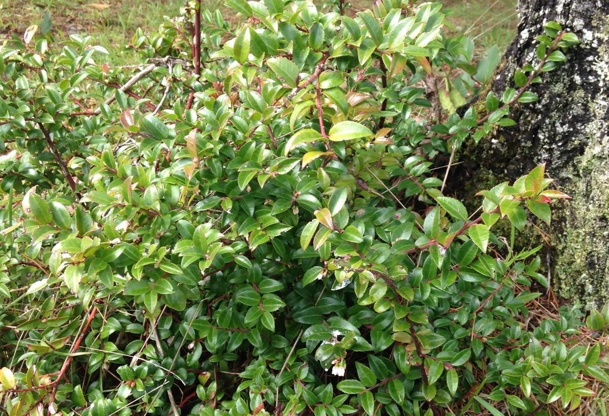 Image of Salal huckleberry companion plant