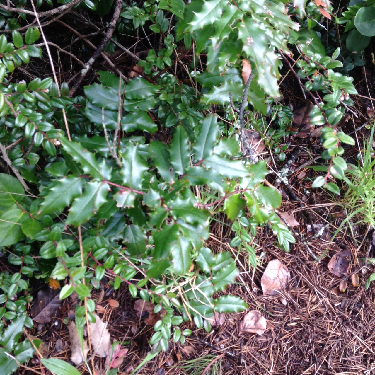 Oregon grape mingling with evergreen huckleberry