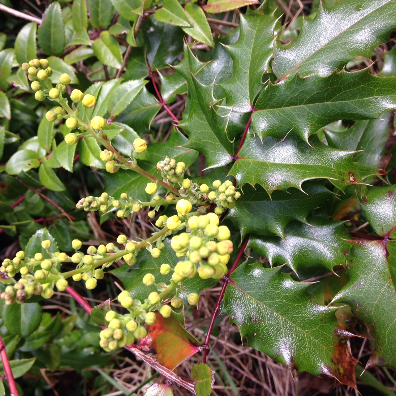 Image of Oregon grape huckleberry companion plant