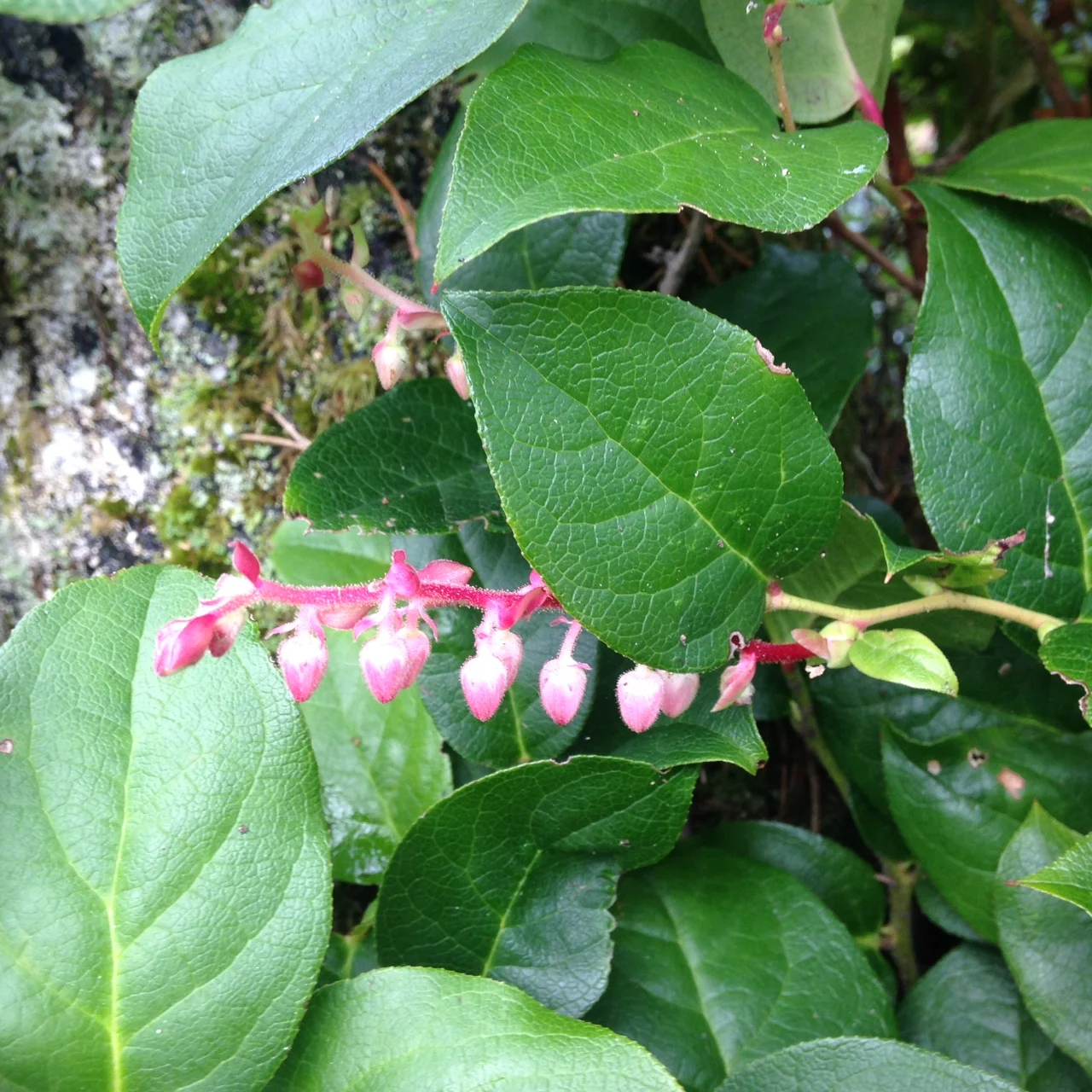 Salal in flower, March 2015