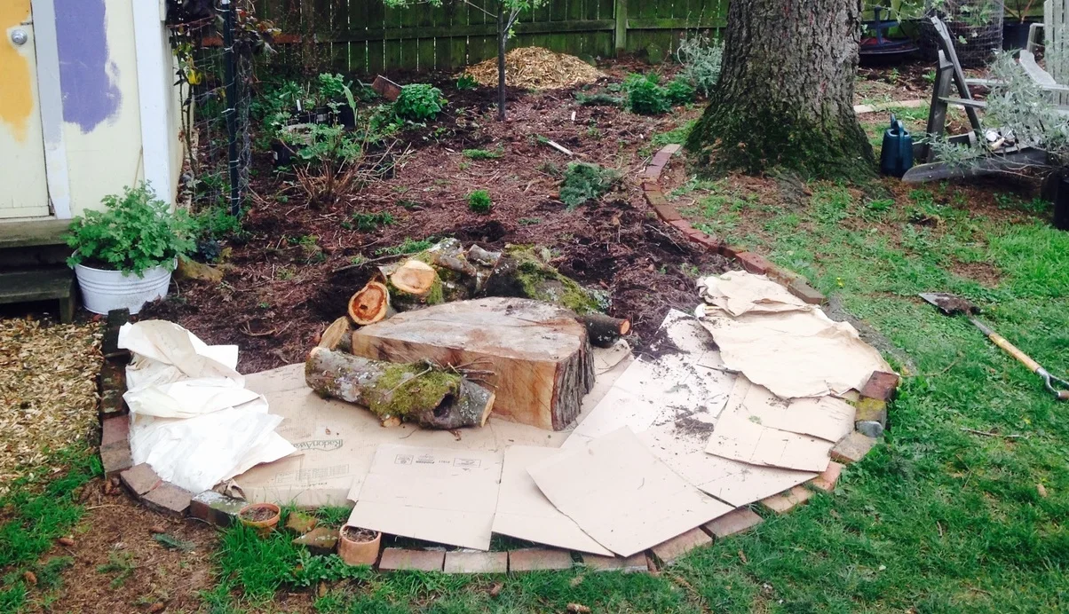 Step 2: Lay down cardboard to smother the grass. Add logs as filler and to create a hugelkultur garden.
