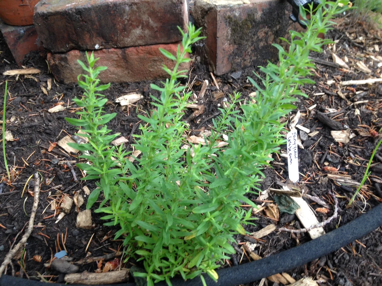 H. officinalis growing in my herb spiral (this one was a birthday gift this spring)