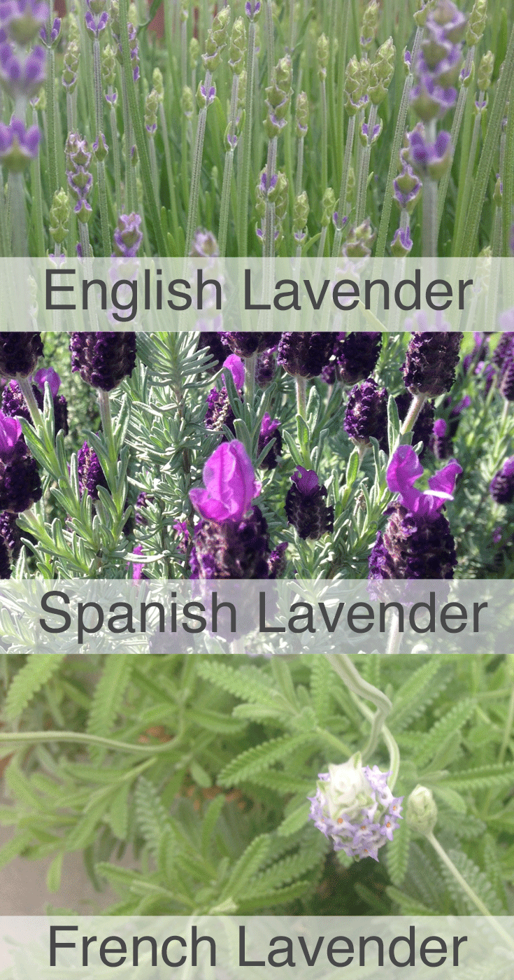 The Benefits Of Planting Lavender In Your Edible Garden