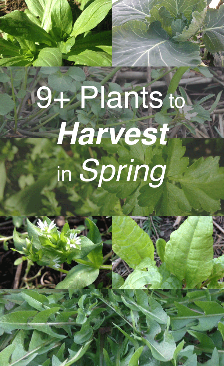 plants to harvest in spring.png
