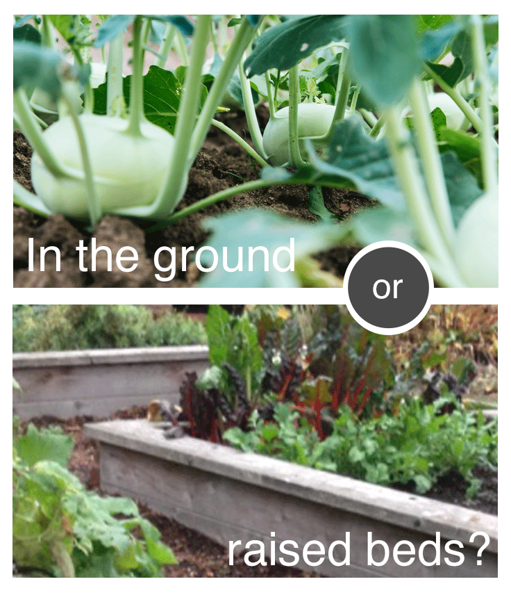 what-is-the-best-place-to-grow-veggies-1.png