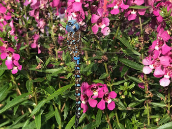 blue dragonfly.png