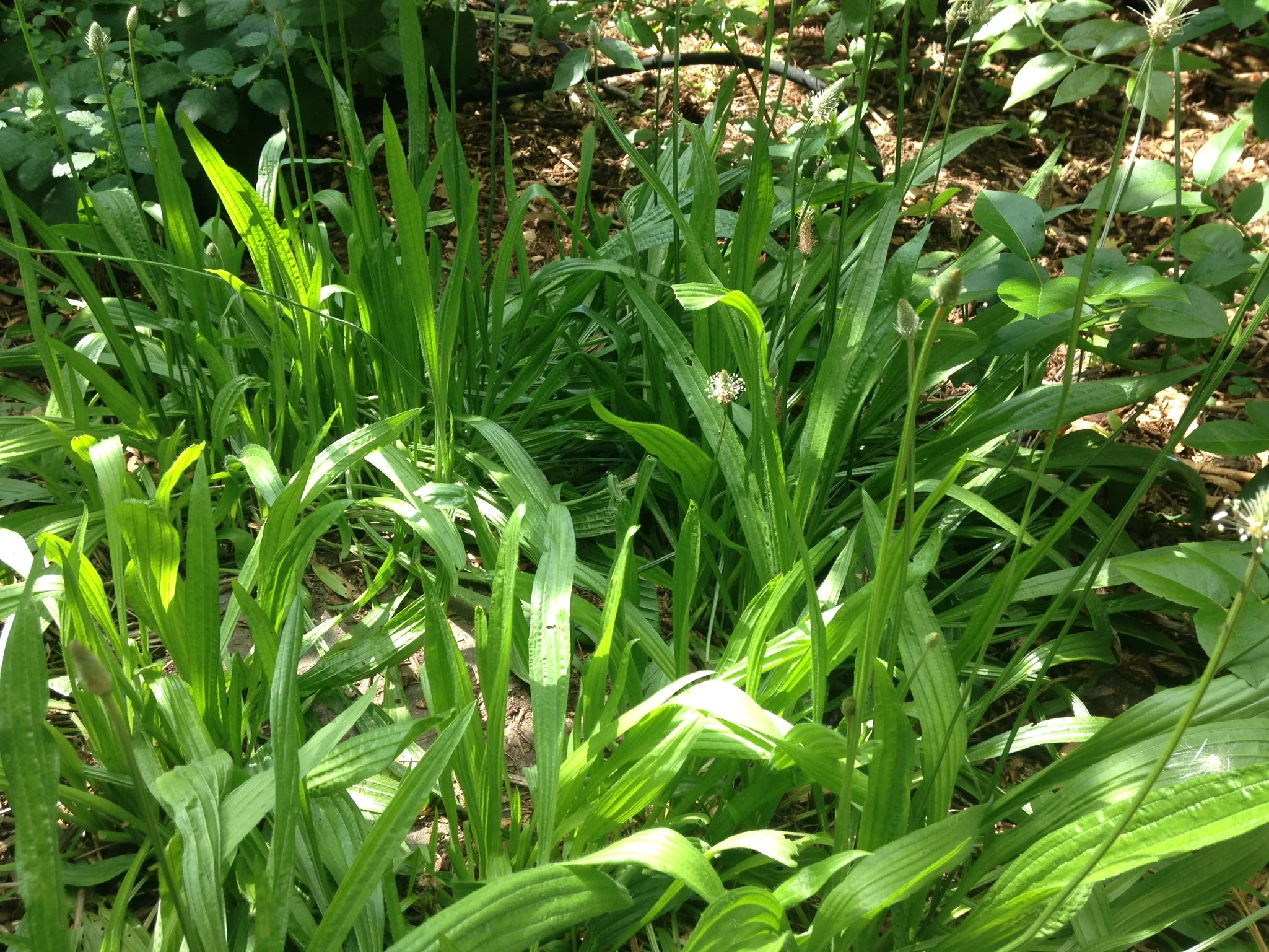 Narrow leaf plantain