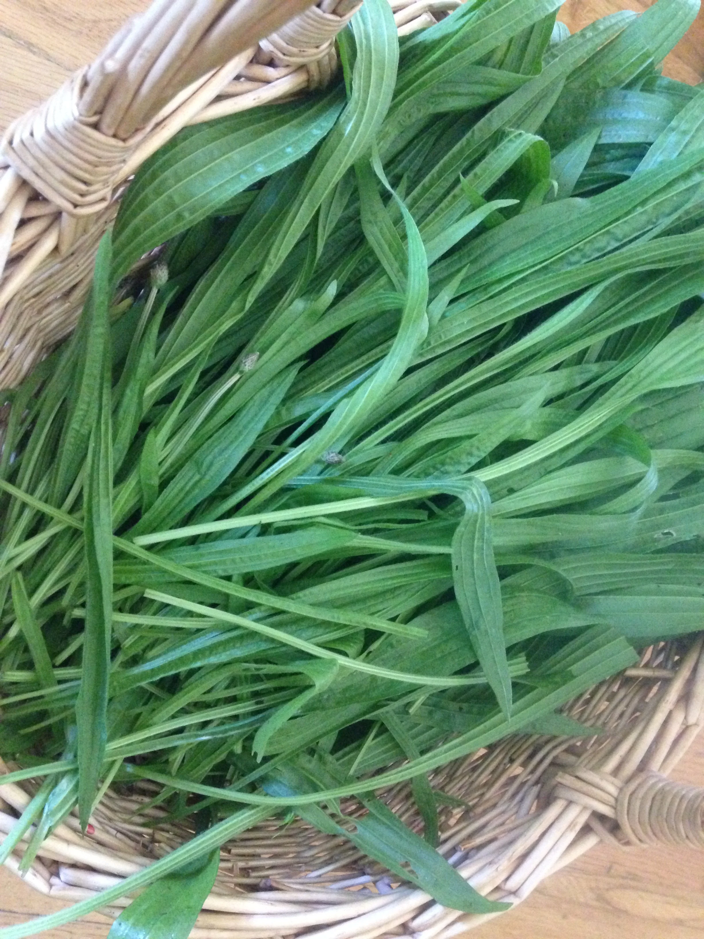 Harvested plantain