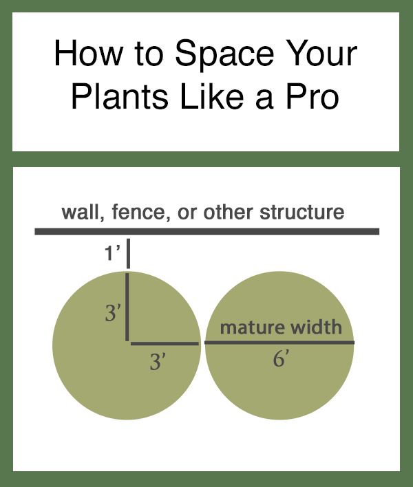 how to space your plants like a pro.png