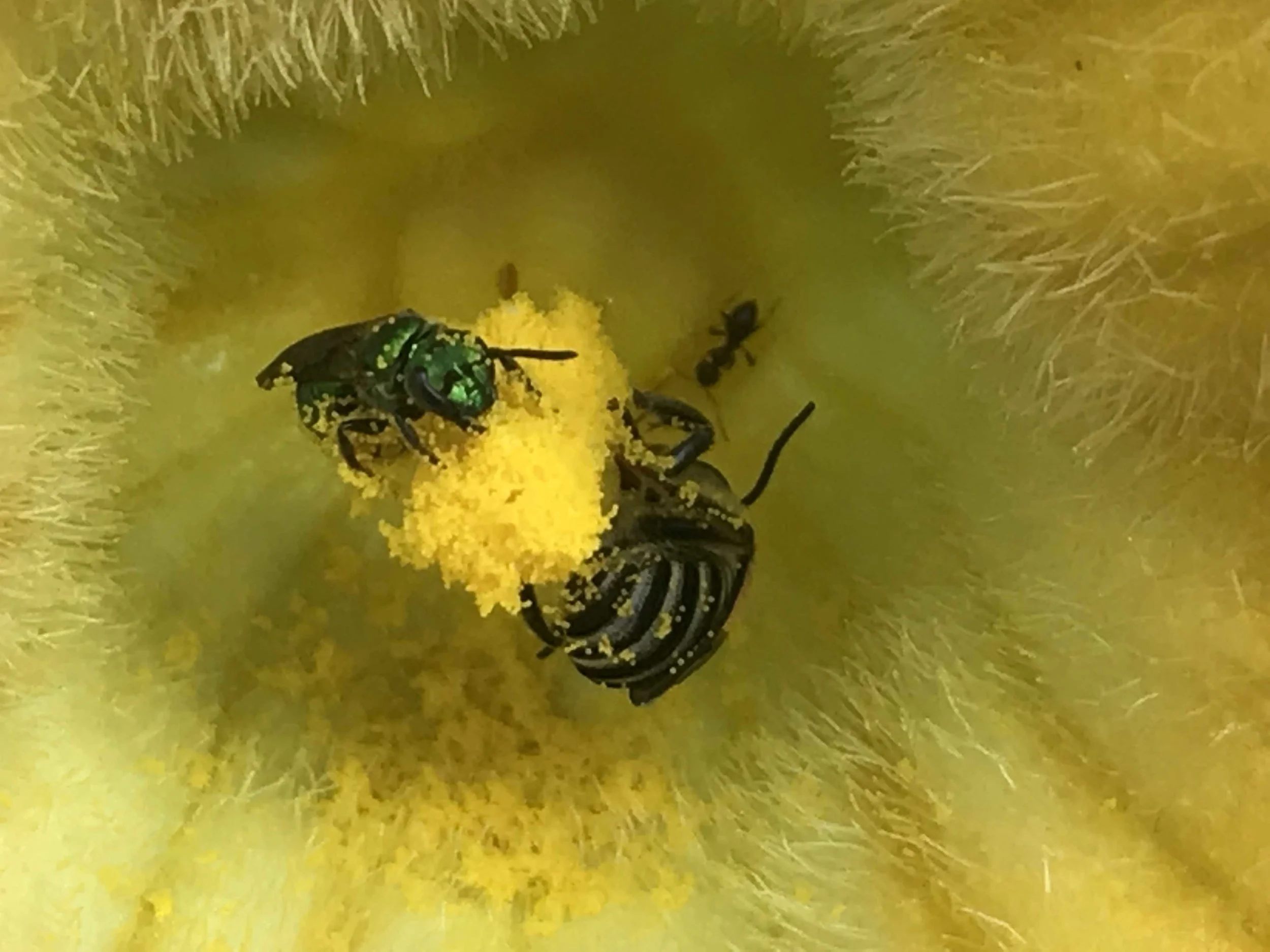save the bees_how edible landscaping will improve your life and the world.jpg