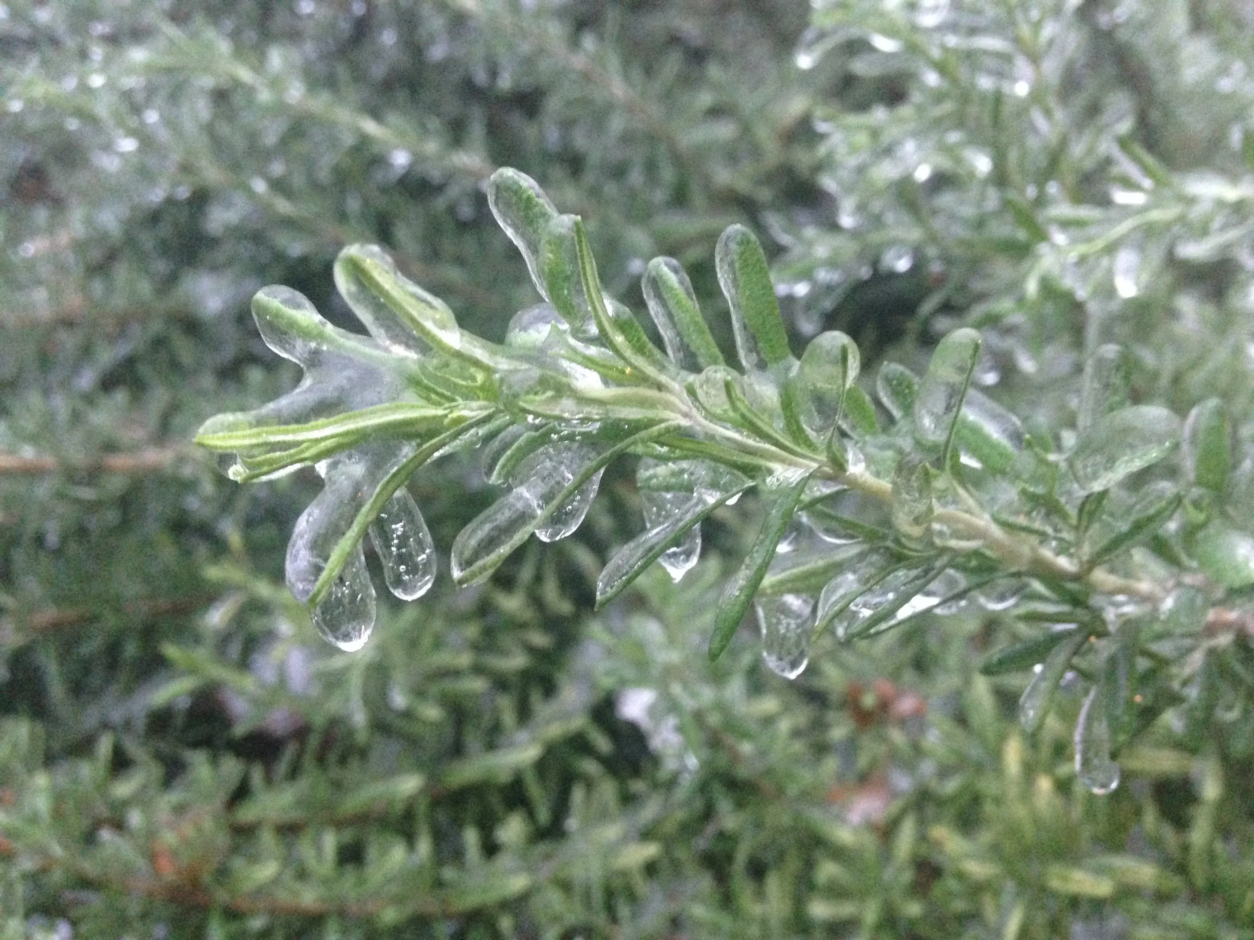 rosemary in winter_edible landscaping.jpg