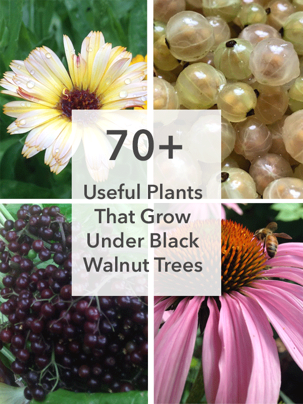 Image of Sunflowers walnut tree companion plant