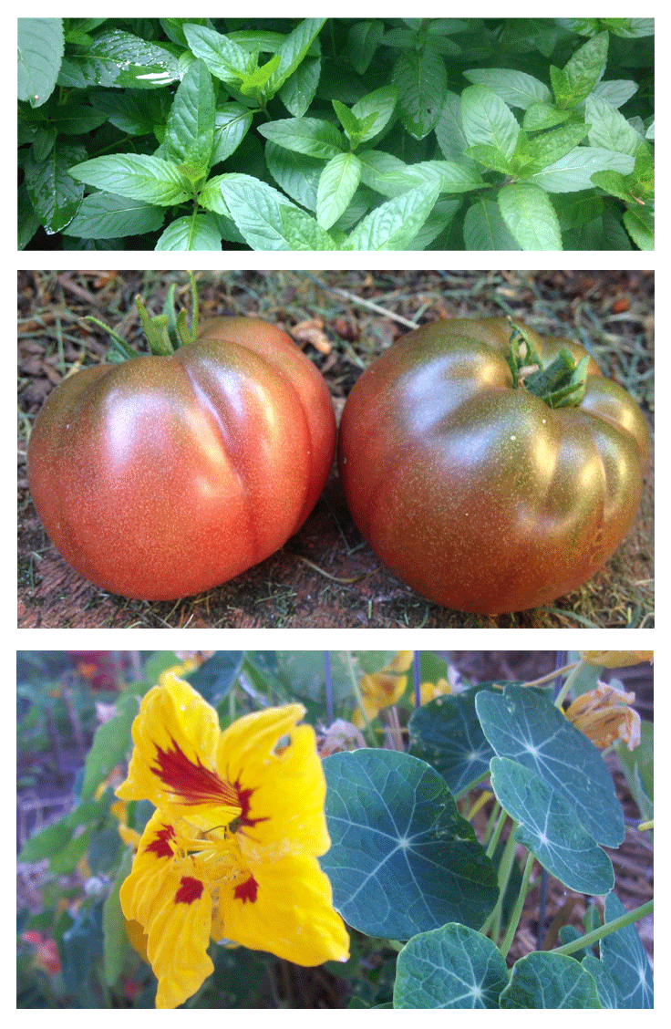 why you need a design for a successful edible landscape.png