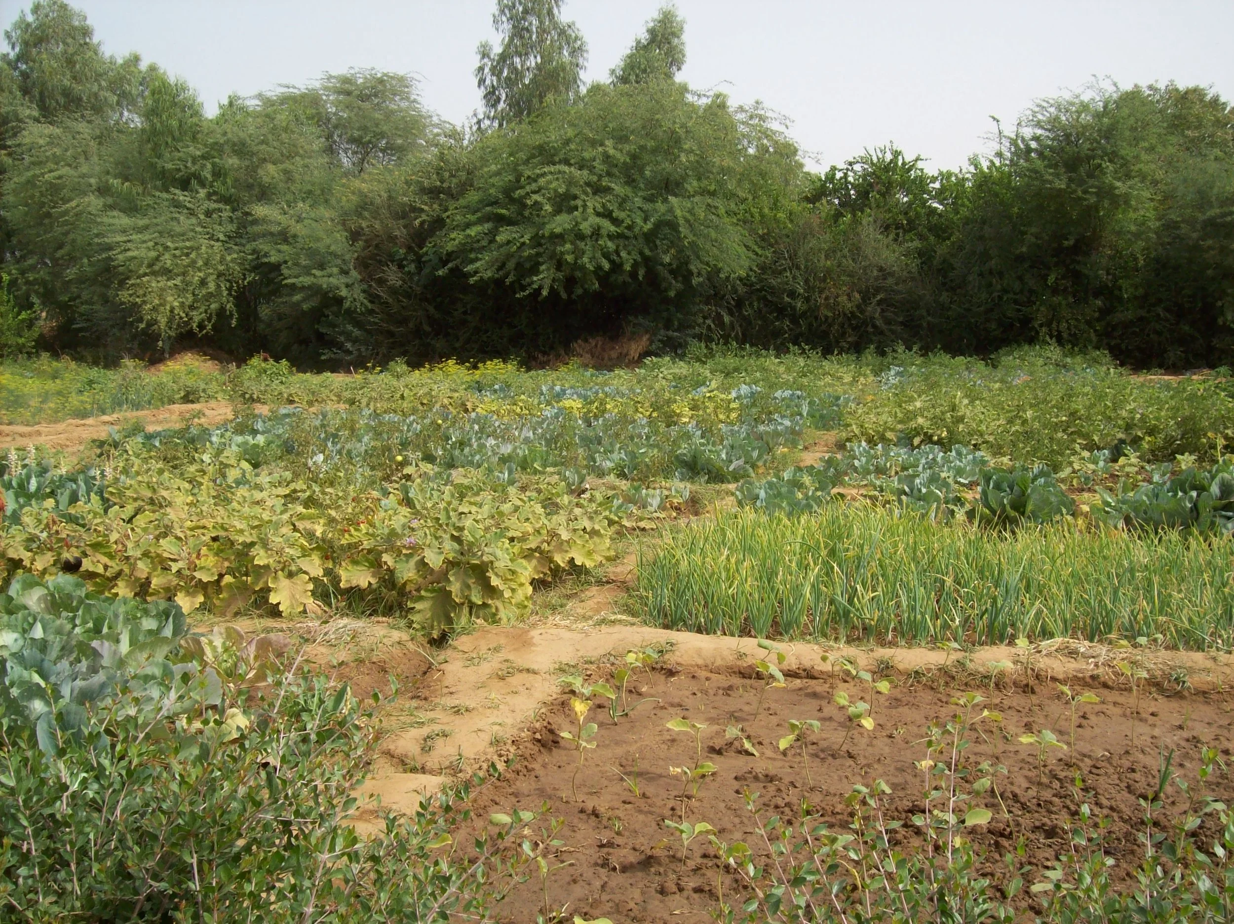 flood irrigation in Mali.jpg