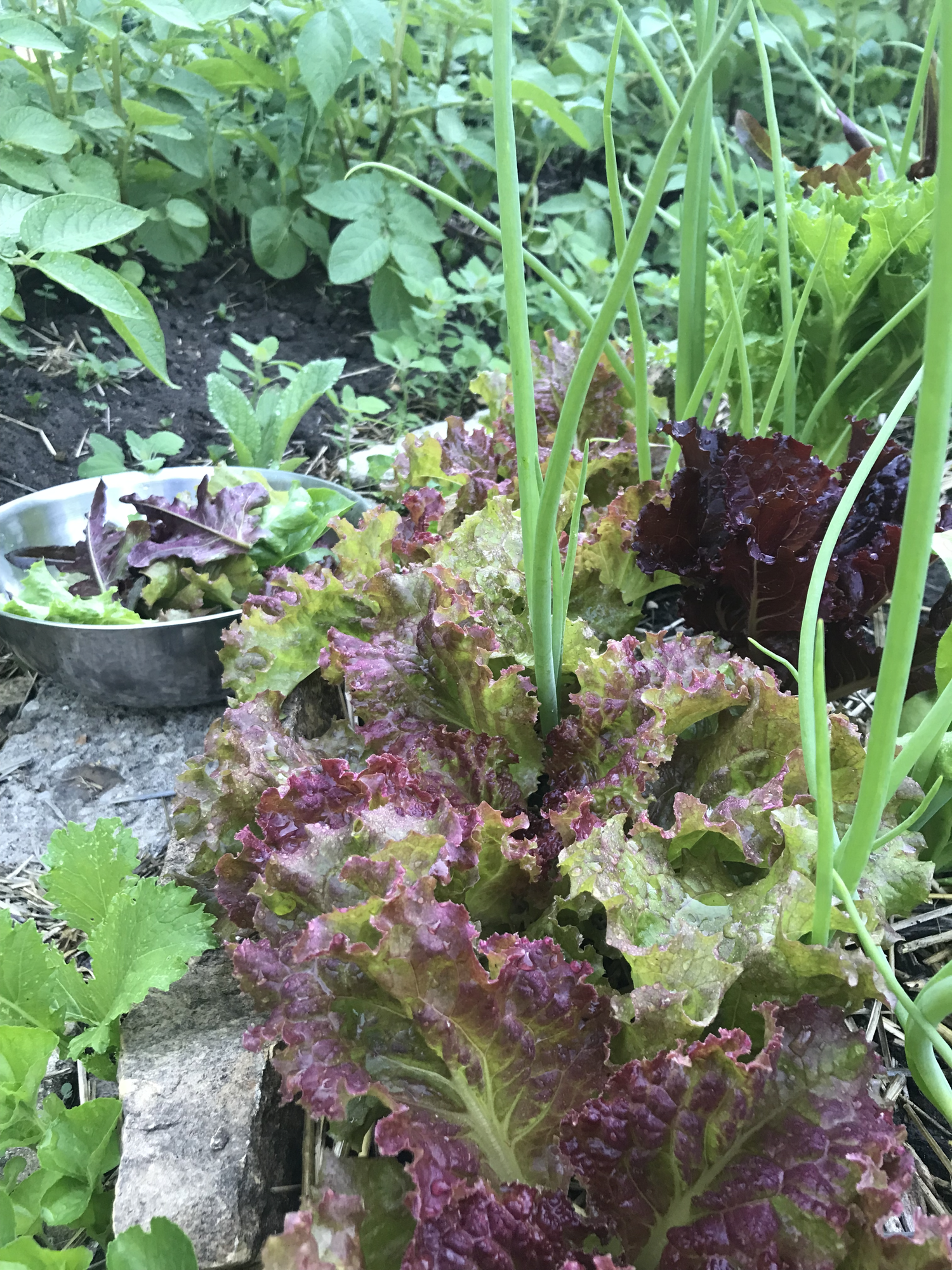 Where is the Best Place to Grow Your Veggies? — Daily Harvest Designs, LLC