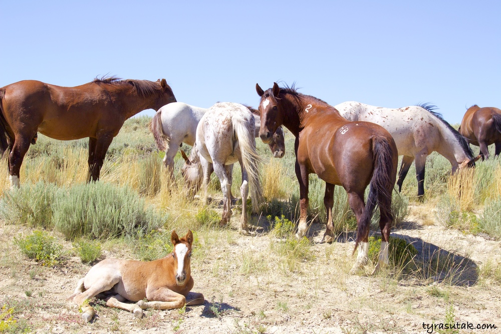 WildHorses2.jpg