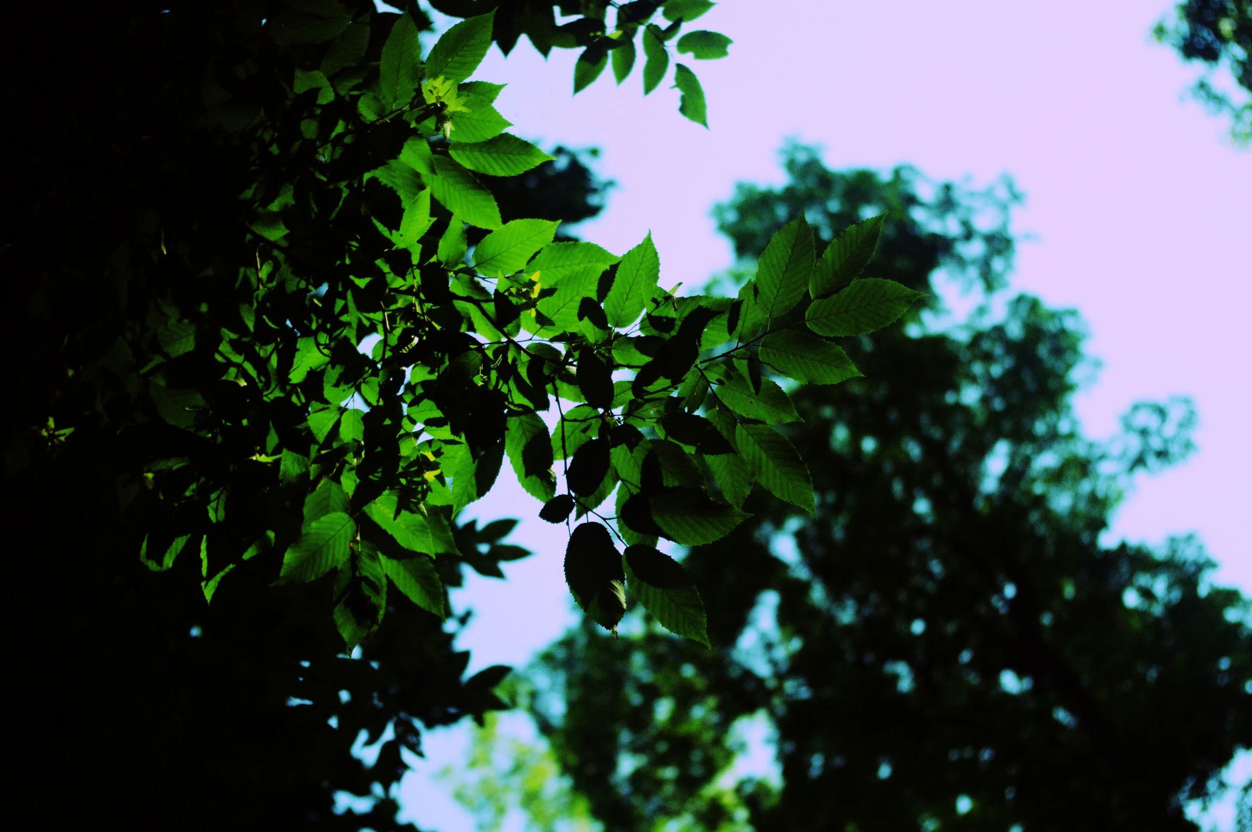 summerglow.jpg