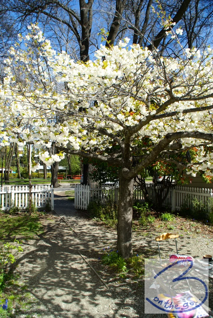 Spring in Arrowtown
