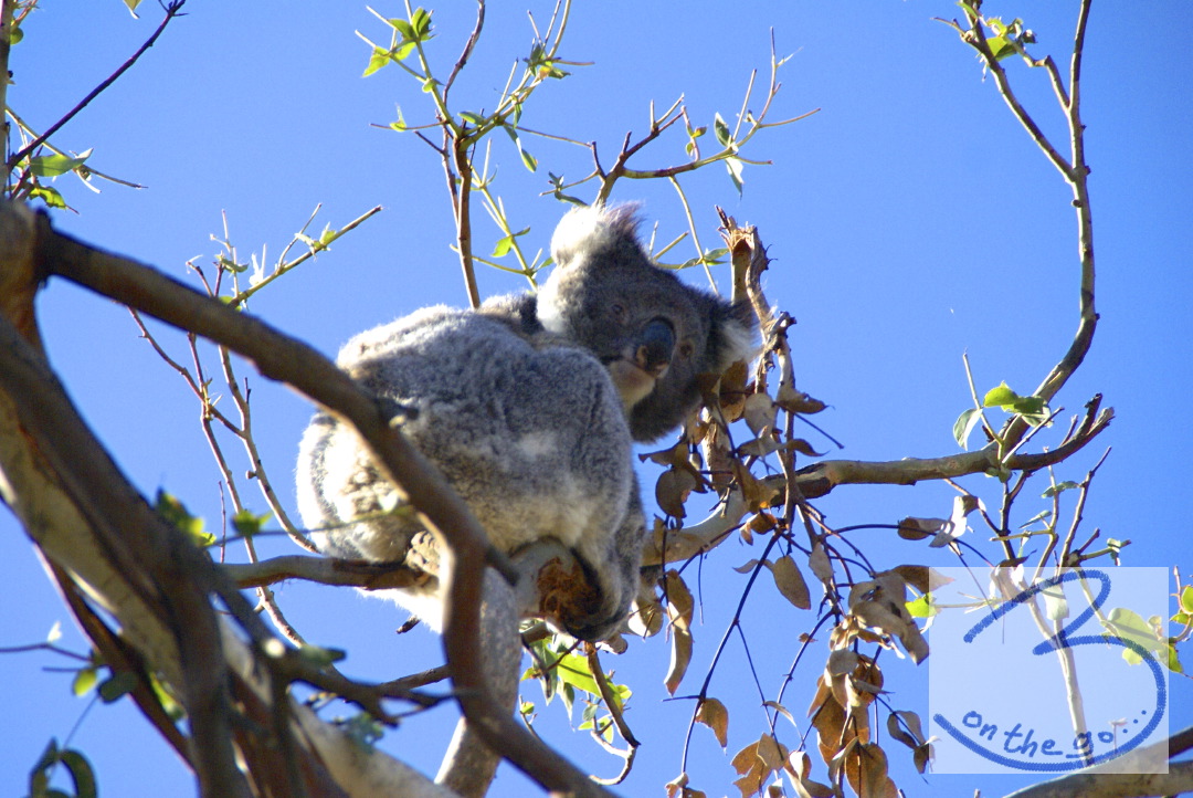 REAL Wildlife Koalas at Cape Otway