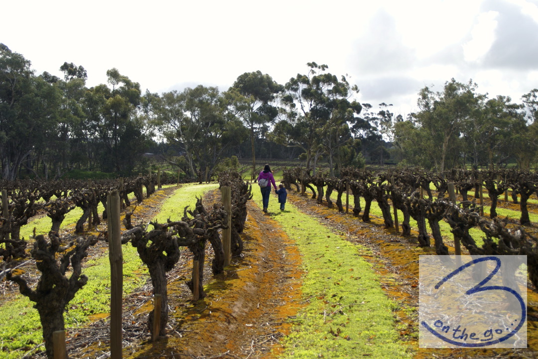 Old wine stocks at Seppeltsfield Winery