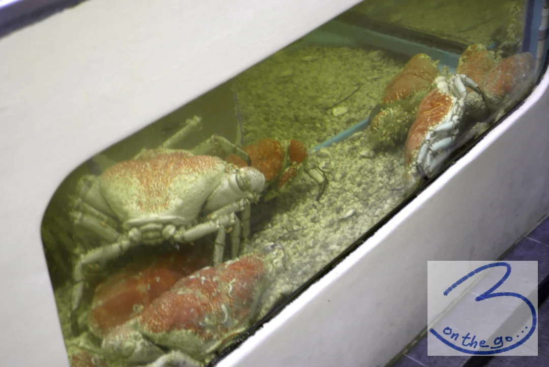At the Sydney Fish Market