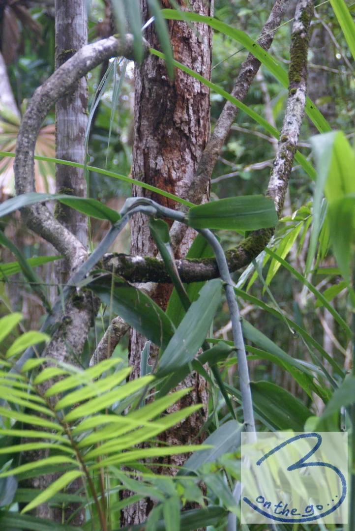 Daintree Rainforest, Cape Tribulation