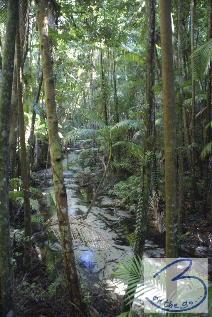 Rainforest, Fraser Island