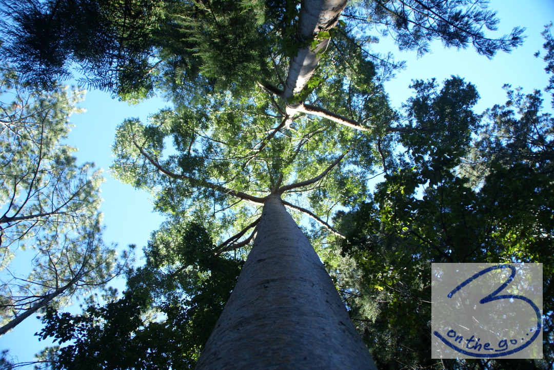 Rainforest, Fraser Island