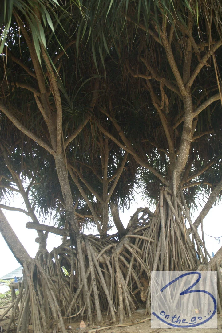 Local trees, Kata Beach