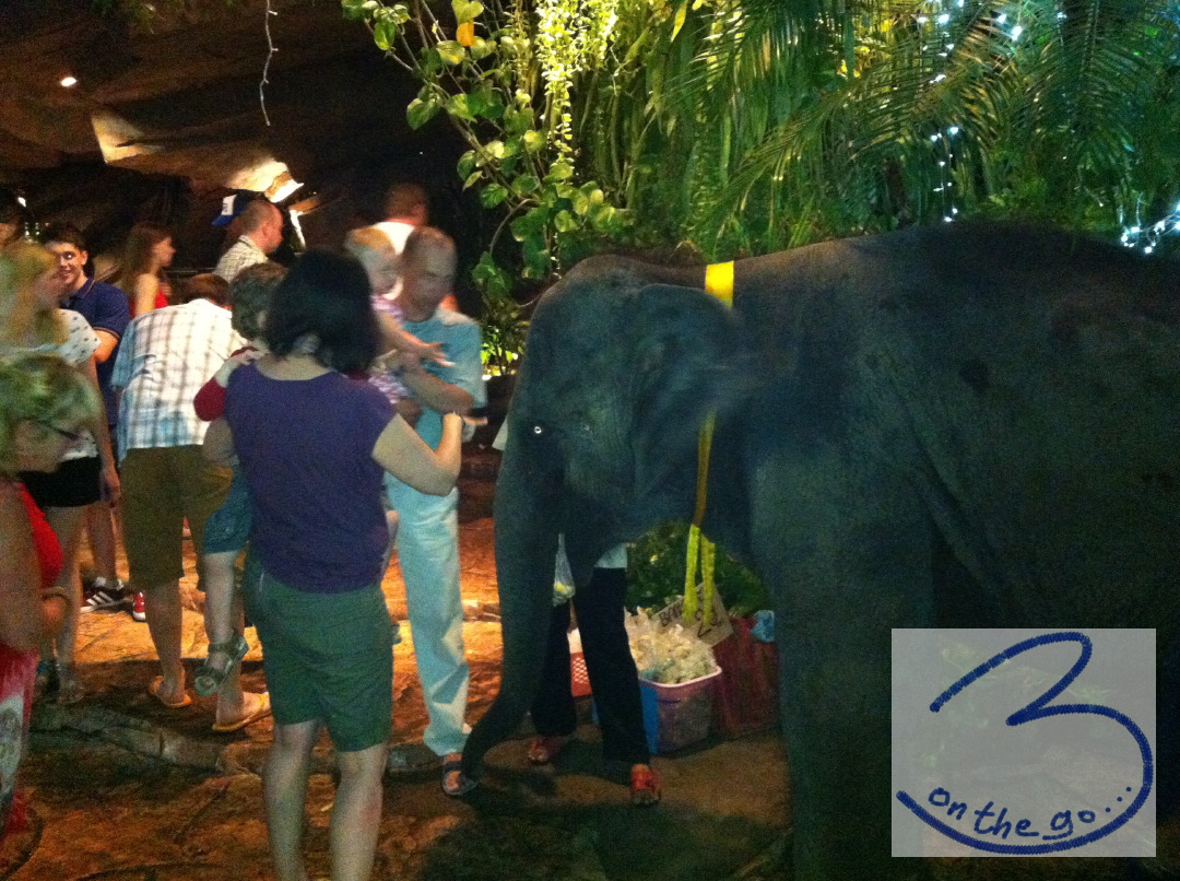 Our first elephant