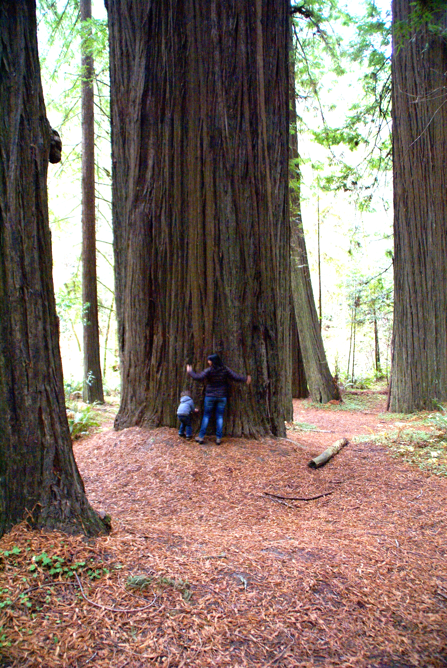Tree-hugging in northern California