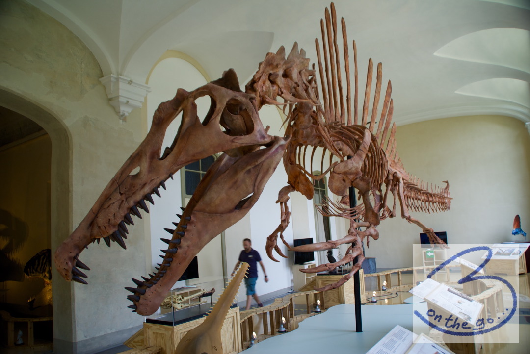 Spinosaurus fossil