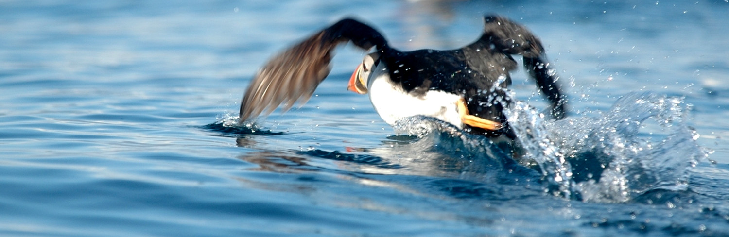 lighthouse_puffin.jpg