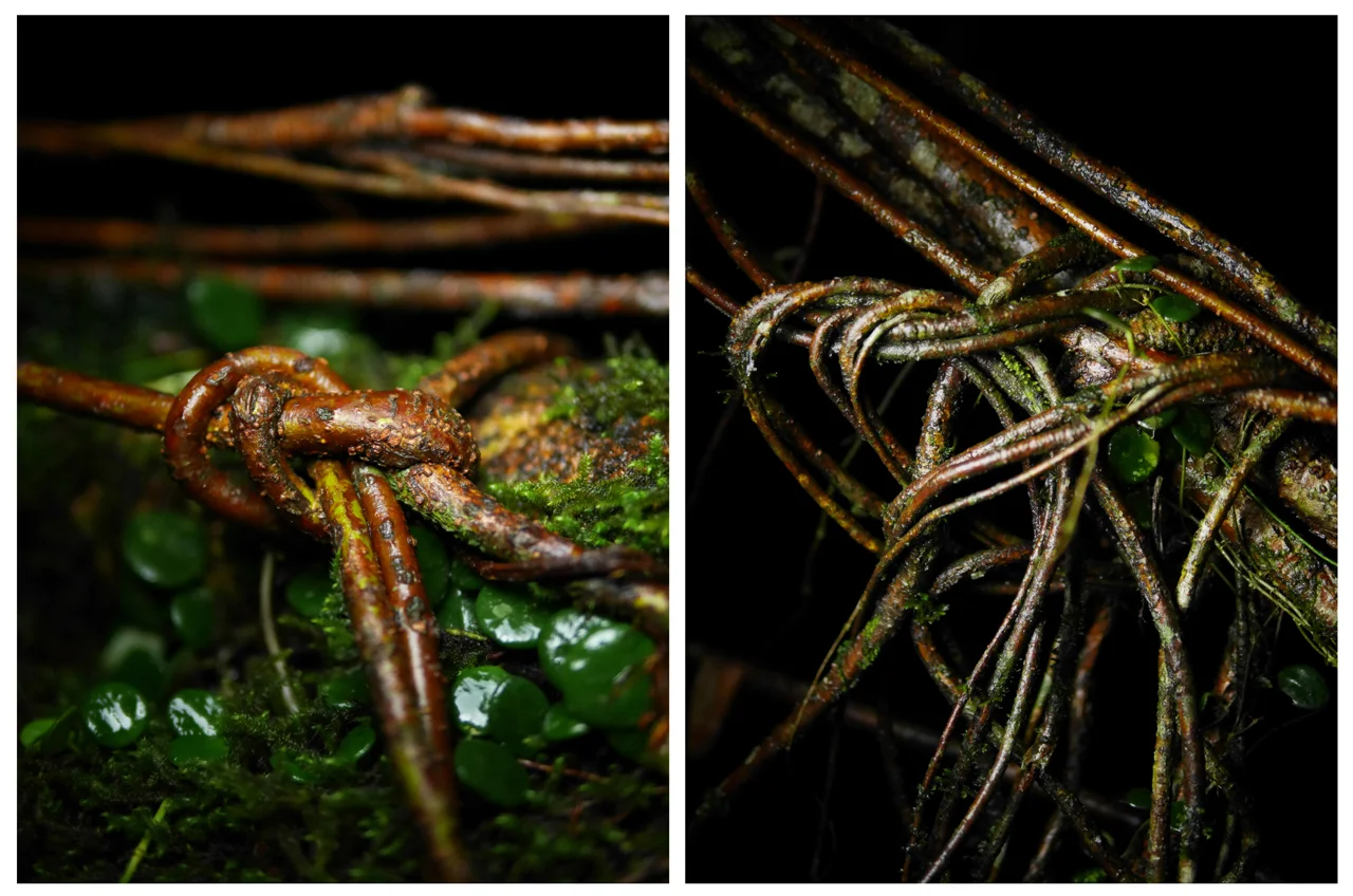   The&nbsp;thin aerial roots which locals&nbsp;knot&nbsp;into place to train&nbsp;rubber trees into bridges and ladders which&nbsp;can stand up to the rain-soaked environment of Meghalaya.&nbsp;  