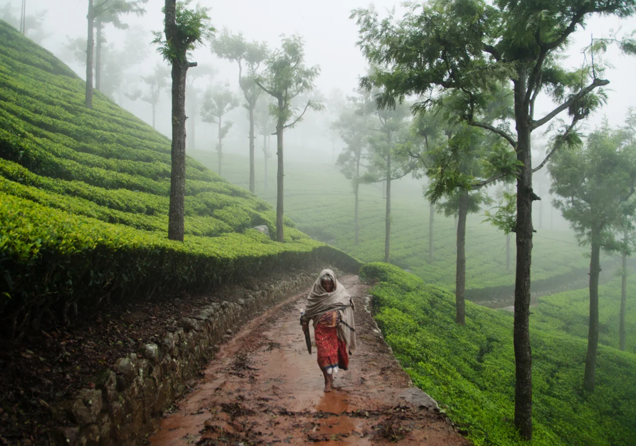 A tea picker caught out in a storm near Ooty, southern India. Moments earlier I'd passed in a train crawling cautiously over rivers red with floodwater. It was slow enough I could jump out and scramble back up to this plantation. Getting back to civilisation through the storm took the rest of the day.