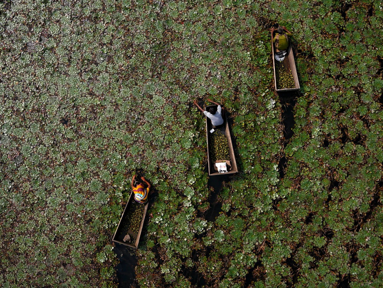  They hand-paddle out to the lily pads. Wife, husband and uncle, feeling the tendrils beneath for the little nodules which will earn them enough to put "two meals on the table and a little bit".  Roasted, the water chestnuts will end up in sooty pile